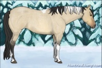 Horse Color:Buckskin Roan Dun Tobiano