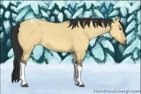 Horse Color:Unknown 