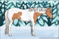 Horse Color:Silver Bay Tobiano