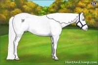 Horse Color:Silver Smoky Creme Dun Sabino Splash Frame Snowcap