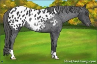 Horse Color:Black Appaloosa Rabicano 