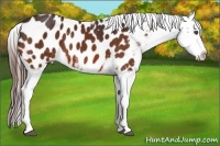 Horse Color:Brown Sabino Near Leopard
