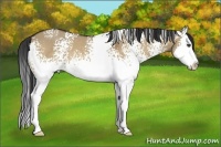 Horse Color:White Spotted Bay Dun Splash 