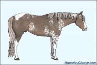 Horse Color:White Spotted Silver Black Splash Tobiano 