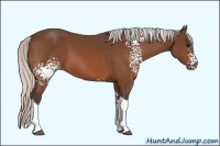 Horse Color:White Spotted Silver Bay Tobiano
