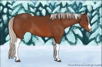 Horse Color:Silver Bay Sabino Splash Tobiano