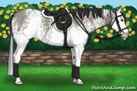 Horse Color:White Spotted Grullo Roan Splash