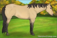 Horse Color:Buckskin Dun