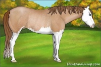 Horse Color:Bay Pearl Sabino Splash Rabicano 
