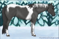 Horse Color:Smoky Blue Roan Tobiano 