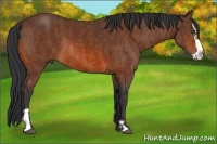Horse Color:Bay Splash Frame Rabicano  Brindle