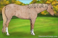 Horse Color:Red Roan 