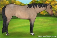 Horse Color:Bay Roan Dun 