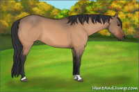Horse Color:Bay Dun