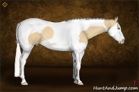 Horse Color:Silver Classic Champagne Dun Sabino Splash Tobiano