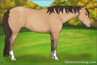 Horse Color:Amber Champagne 