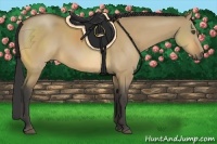 Horse Color:Buckskin Dun