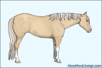 Horse Color:Silver Classic Champagne Dun Sabino Tobiano