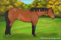 Horse Color:Bay Sabino 