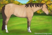 Horse Color:Amber Champagne Rabicano 
