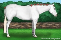 Horse Color:Gold Champagne Varnish 