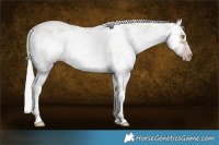 Horse Color:Gray Silver Classic Champagne Roan Dun Sabino Splash Frame Rabicano  Brindle