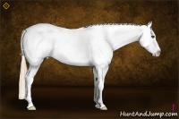 Horse Color:Red Dun Sabino Splash Near Leopard