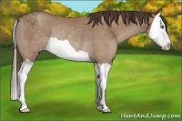 Horse Color:Classic Champagne Splash Rabicano 