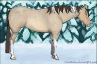 Horse Color:Amber Cream Champagne Roan Tobiano 