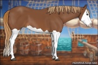 Horse Color:Chestnut Splash