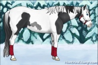 Horse Color:Black Splash Tobiano