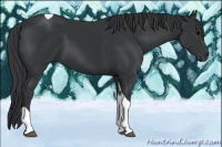 Horse Color:Black Tobiano Rabicano