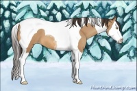 Horse Color:Amber Champagne Splash Tobiano 