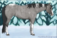 Horse Color:Grullo Roan Splash Tobiano Rabicano