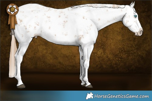 Horse Color:White Spotted Black Pearl Sabino Splash Rabicano  Brindle