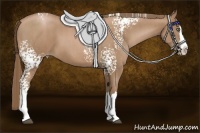 Horse Color:White Spotted Black Pearl Sabino Splash Rabicano Brindle