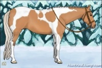 Horse Color:Silver Bay Tobiano