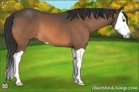 Horse Color:Buckskin Splash 
