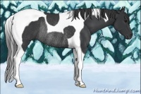 Horse Color:Black Tobiano Rabicano