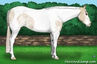 Horse Color:White Spotted Grullo Pearl Tobiano