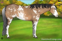 Horse Color:Bay Dun Sabino 