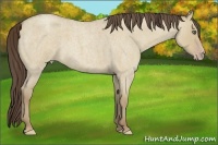 Horse Color:Classic Cream Champagne Roan Dun 