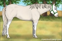 Horse Color:Perlino Roan Splash 