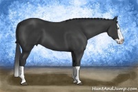 Horse Color:Black Splash
