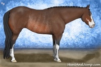 Horse Color:Bay Sabino Rabicano