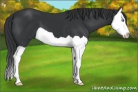 Horse Color:Black Splash 