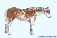 Horse Color:Silver Bay Sabino Rabicano 