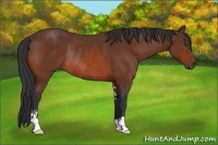 Horse Color:Bay Sabino Rabicano 