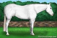 Horse Color:Blue Roan Near Leopard