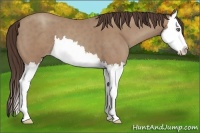 Horse Color:Classic Champagne Roan Splash 